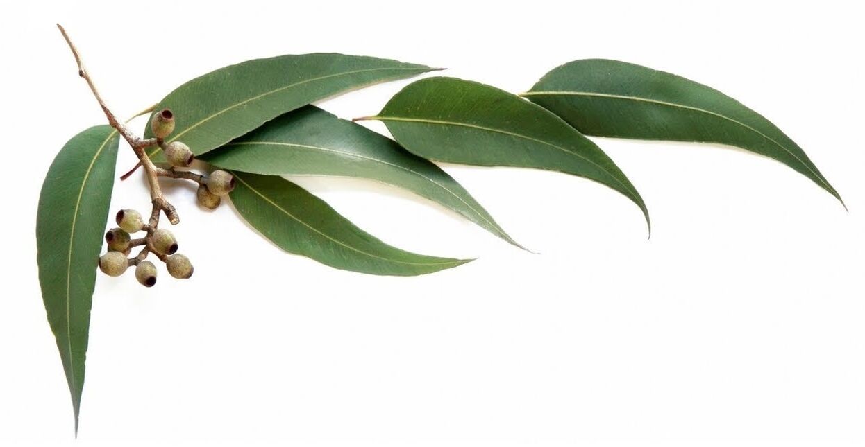 Hondrolife zawiera olejek eukaliptusowy