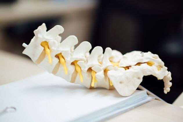 Anatomiczny model ludzkiego kręgosłupa